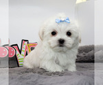 Small #2 Maltese