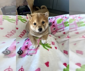 Shiba Inu Puppy for sale in WESLEY CHAPEL, FL, USA