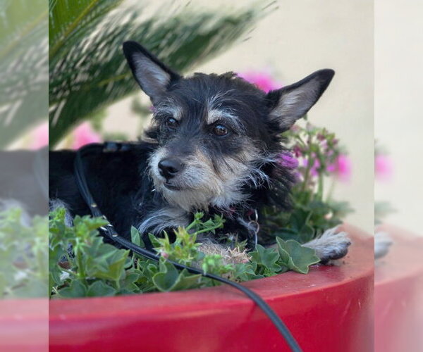 Medium Photo #3 Dachshund-Miniature Schnauzer Mix Puppy For Sale in Chino Hills, CA, USA