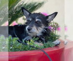 Small #2 Dachshund-Miniature Schnauzer Mix