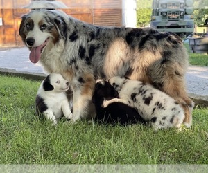 Mother of the Australian Shepherd puppies born on 07/26/2021