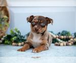 Small Photo #14 Chihuahua Puppy For Sale in FREDERICKTOWN, OH, USA