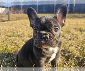 French Bulldog Puppy for sale in PROVIDENCE, RI, USA