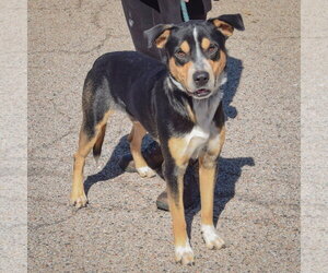 Rocky - Male American Staffordshire Terrier-Rottweiler Mix Dog for Adoption - Photo #4