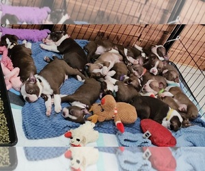 Boston Terrier Puppy for Sale in SALINA, Kansas USA