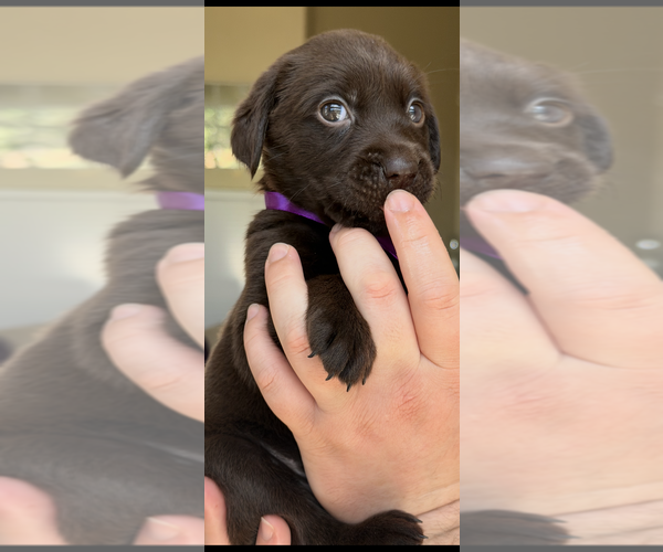 Medium Photo #2 Labrador Retriever Puppy For Sale in SIMI VALLEY, CA, USA