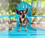 Small #2 Chihuahua