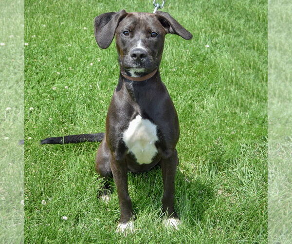 Medium Photo #4 Beagle-Unknown Mix Puppy For Sale in Huntley, IL, USA