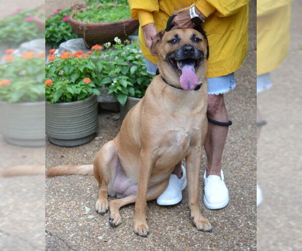 Medium Photo #4 Black Mouth Cur-Unknown Mix Puppy For Sale in Germanton, TN, USA