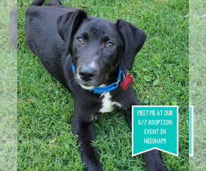 Labrador Retriever-Unknown Mix Dogs for adoption in Boston, MA, USA