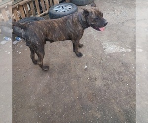 Father of the Cane Corso-Presa Canario Mix puppies born on 06/21/2025