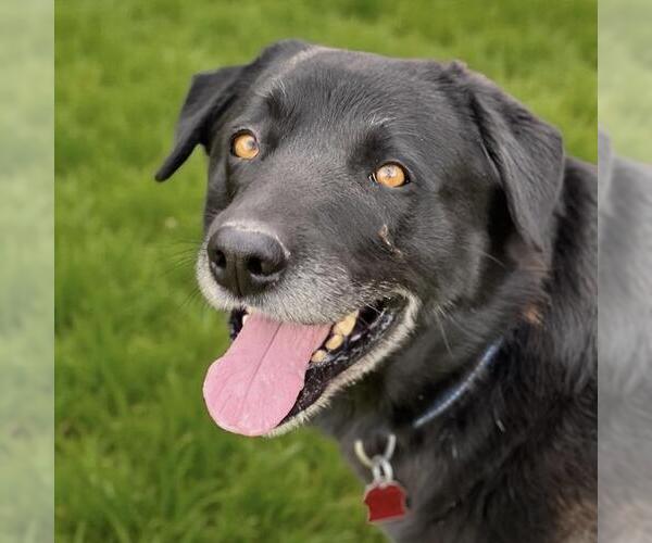 Medium Photo #4 Labrador Retriever-Unknown Mix Puppy For Sale in San Diego, CA, USA