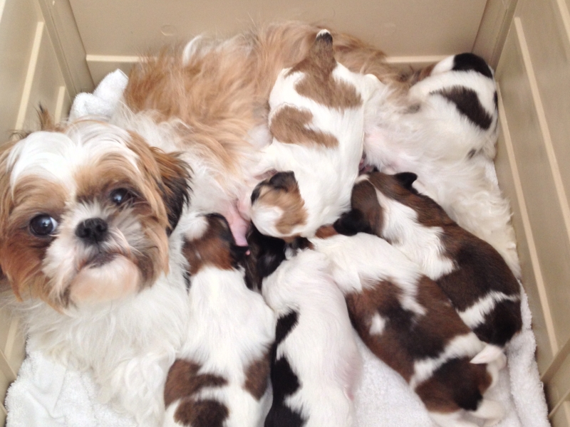 View Ad Shih Tzu Litter Of Puppies For Sale Near Michigan