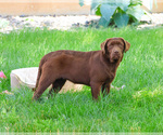 Small Labrador Retriever