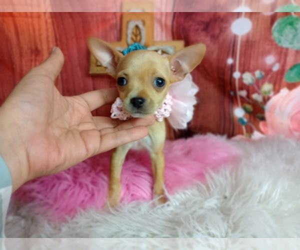 Medium Photo #1 Chihuahua Puppy For Sale in CARTHAGE, TX, USA