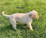 Small #2 Labrador Retriever