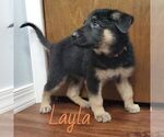 Small Photo #1 German Shepherd Dog Puppy For Sale in CROWN CITY, OH, USA