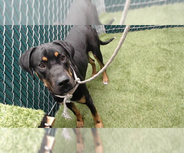 Medium Photo #1 Doberman Pinscher-Unknown Mix Puppy For Sale in Downey, CA, USA