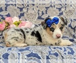 Small Photo #5 Pembroke Welsh Corgi Puppy For Sale in GLEN ROCK, PA, USA