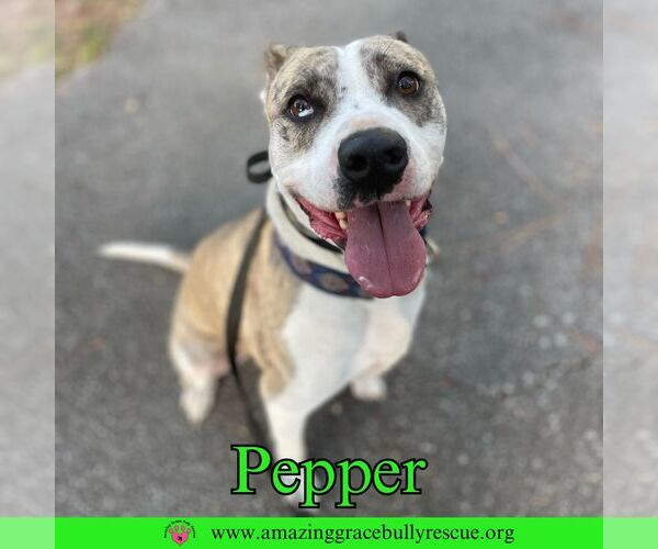 Medium Photo #2 American Staffordshire Terrier-Unknown Mix Puppy For Sale in Pensacola, FL, USA