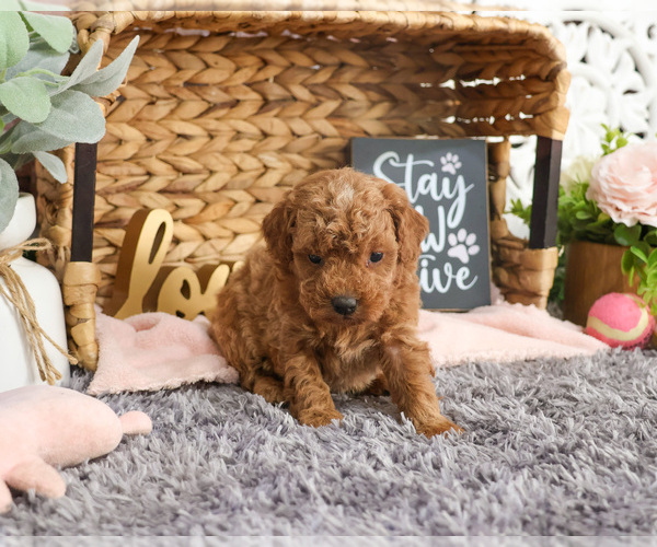 Medium Photo #3 Goldendoodle Puppy For Sale in SYRACUSE, IN, USA