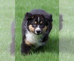 Small #11 Australian Shepherd