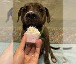 Small #4 Rhodesian Ridgeback-Staffordshire Bull Terrier Mix