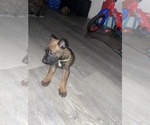 Small Photo #10 Belgian Malinois Puppy For Sale in SQUAW VALLEY, CA, USA