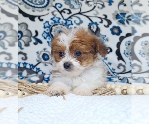 Medium Pomeranian-Poodle (Toy) Mix