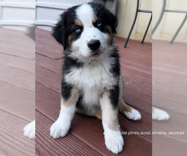 Medium Photo #1 Miniature Australian Shepherd Puppy For Sale in CRESTLINE, CA, USA
