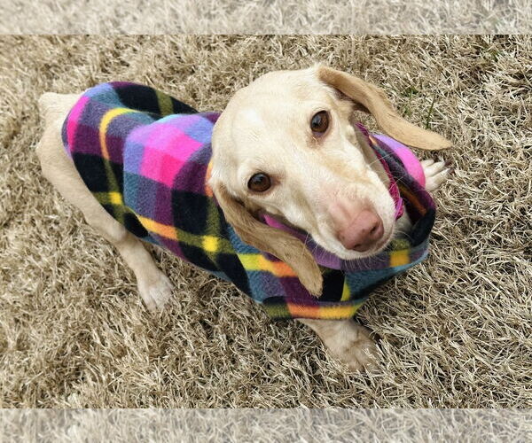 Medium Photo #6 Dachshund Puppy For Sale in Shelbyville, TN, USA