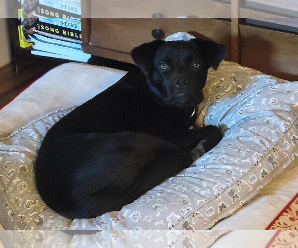 Medium Photo #17 Boxador Puppy For Sale in Wakefield, RI, USA