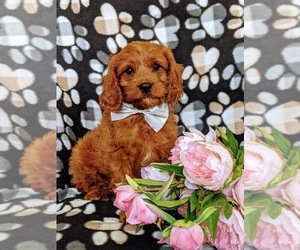 Cavapoo Puppy for sale in NOTTINGHAM, PA, USA