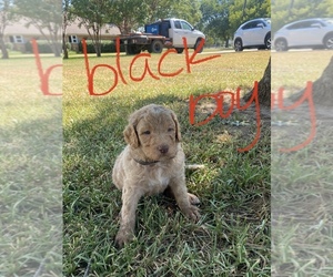 Goldendoodle Puppy for sale in LINDSAY, TX, USA