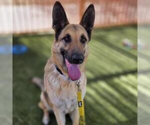 German Shepherd Dog-Unknown Mix Dogs for adoption in Las Vegas, NV, USA