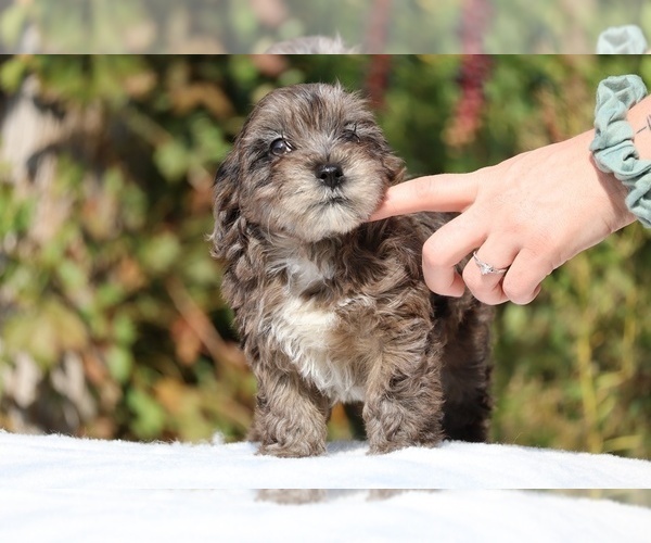 Medium Photo #35 ShihPoo Puppy For Sale in DYERSBURG, TN, USA