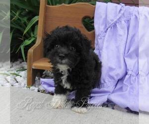 Poochon Puppy for sale in LE MARS, IA, USA