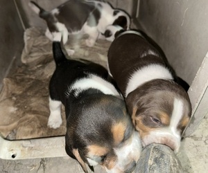 Beagle Puppy for sale in TEMPLE, TX, USA