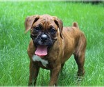 Small #3 Boxer