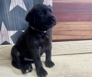 Mastiff Puppy for sale in CHILLICOTHE, MO, USA