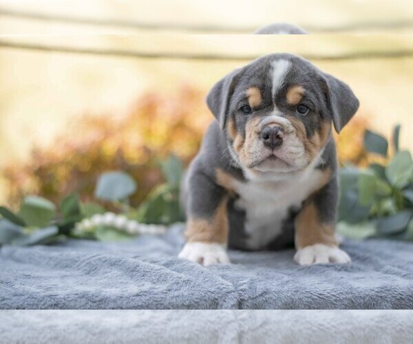 Medium Photo #2 Beabull Puppy For Sale in MILLERSBURG, OH, USA