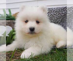 Samoyed Puppy for sale in THORP, WI, USA