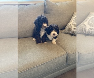 Goldendoodle (Miniature) Puppy for sale in BROOKSVILLE, FL, USA