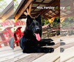 Small Photo #1 German Shepherd Dog Puppy For Sale in GADSDEN, AL, USA
