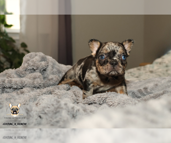 Medium Photo #1 French Bulldog Puppy For Sale in SACRAMENTO, CA, USA