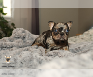 French Bulldog Puppy for sale in SACRAMENTO, CA, USA