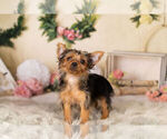 Small Photo #9 Yorkshire Terrier Puppy For Sale in WARSAW, IN, USA