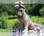 Small #4 German Shepherd Dog