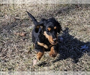 Dachshund Puppy for sale in CLARK, MO, USA