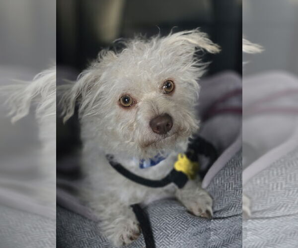 Medium Photo #7 Mutt Puppy For Sale in Sandy, UT, USA